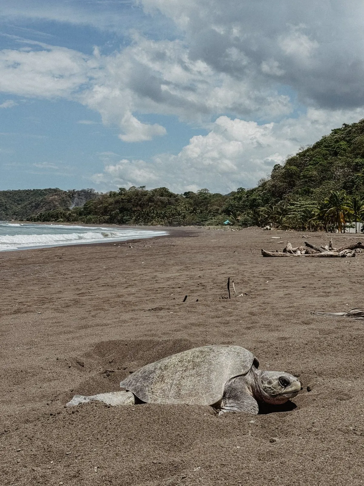Sea turtle on the sand at Cambutal beach